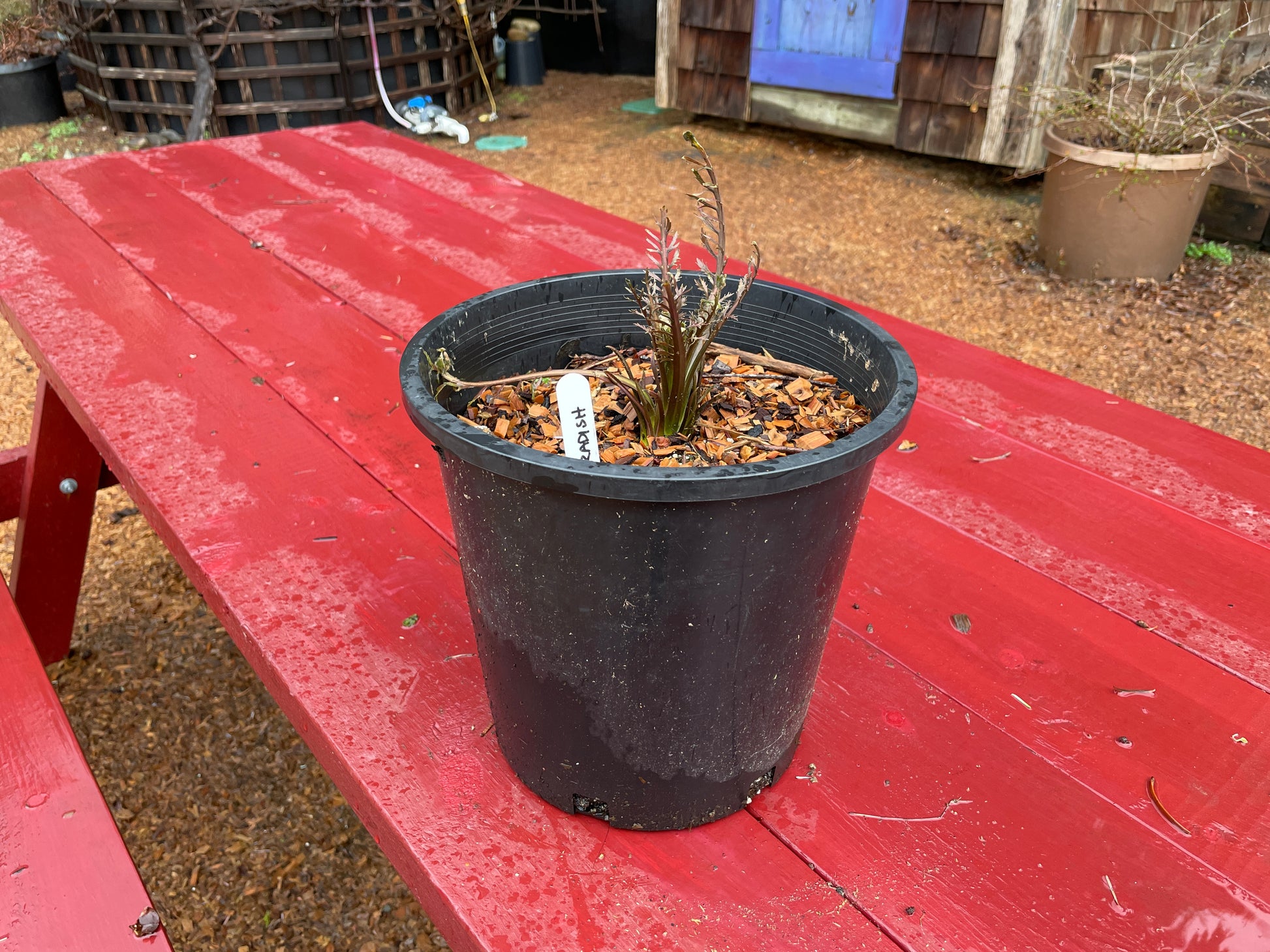 Live Horseradish Plants for Sale on Vancouver Island West Coast Plants