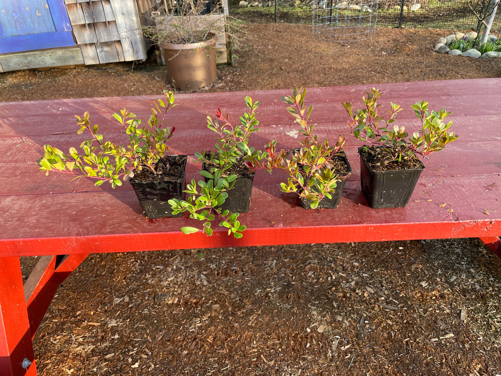 Edible Kinnikinnick (Bearberry) Plants for Sale on Vancouver Island, BC