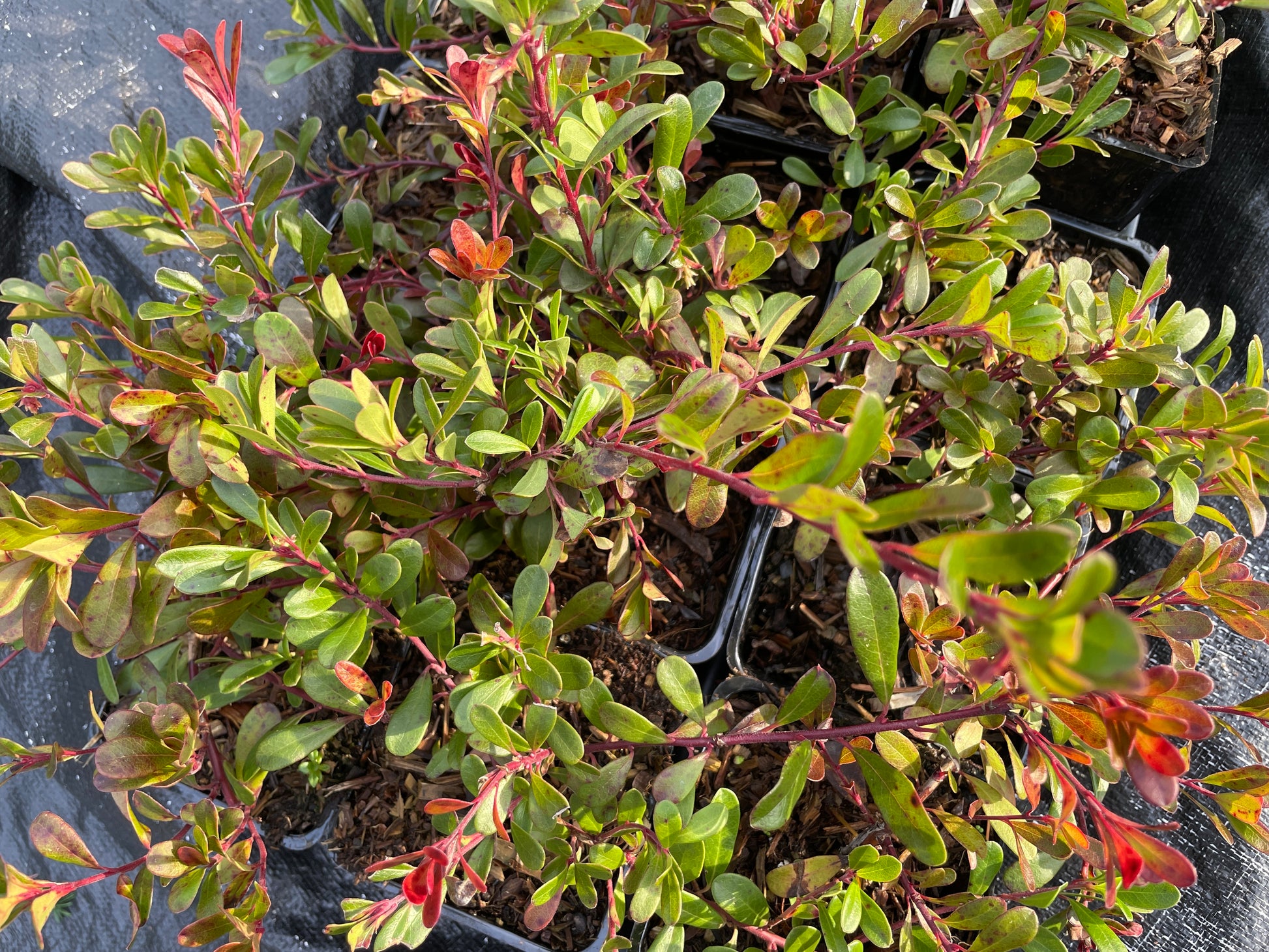 Edible Kinnikinnick (Bearberry) Plants for Sale on Vancouver Island, BC