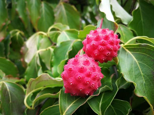 Kousa Dogwood Trees