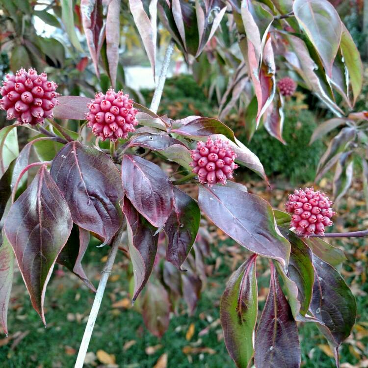 Kousa Dogwood Trees