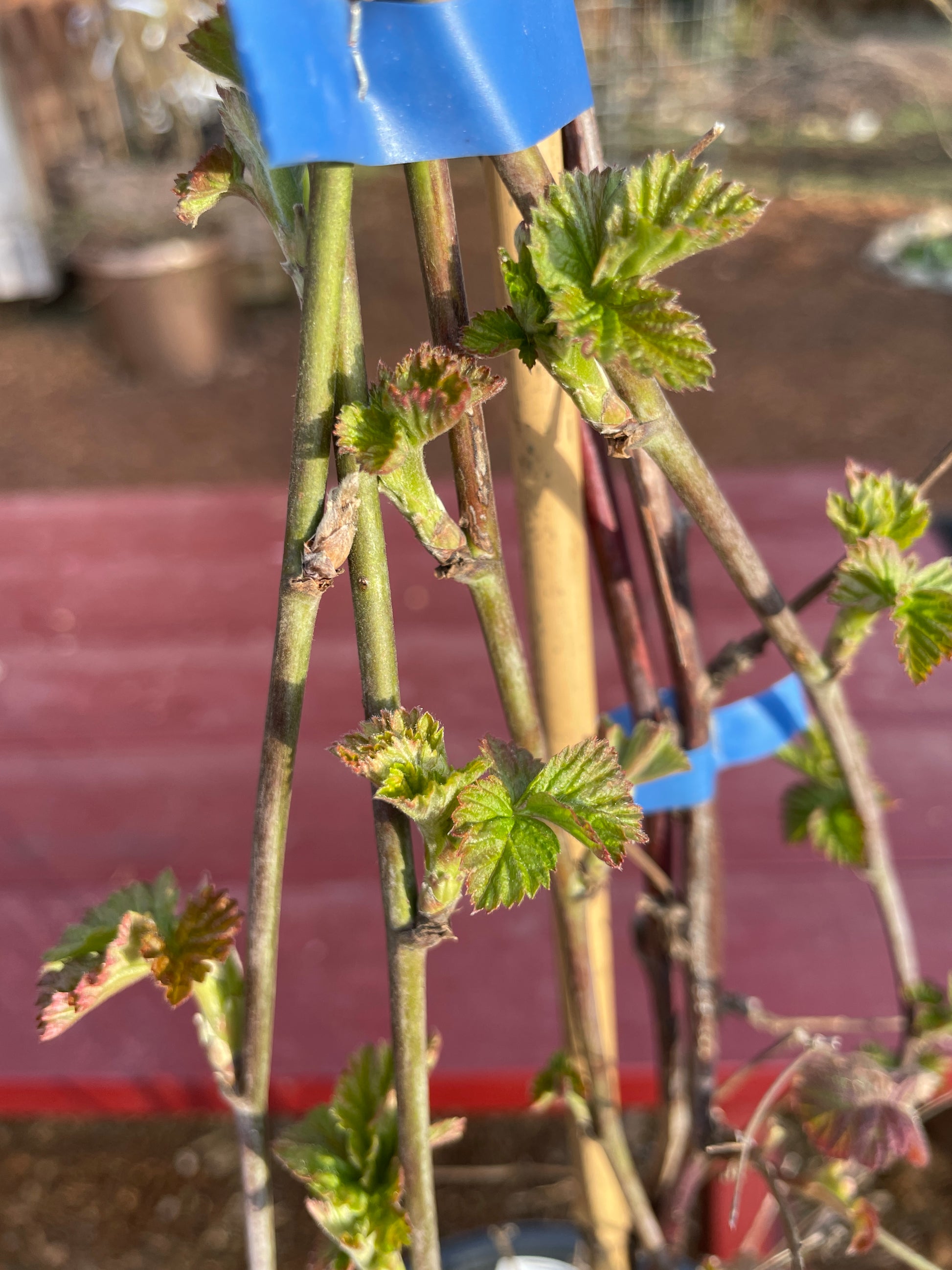 Edible Loganberry Plants for Sale on Vancouver Island, BC West Coast