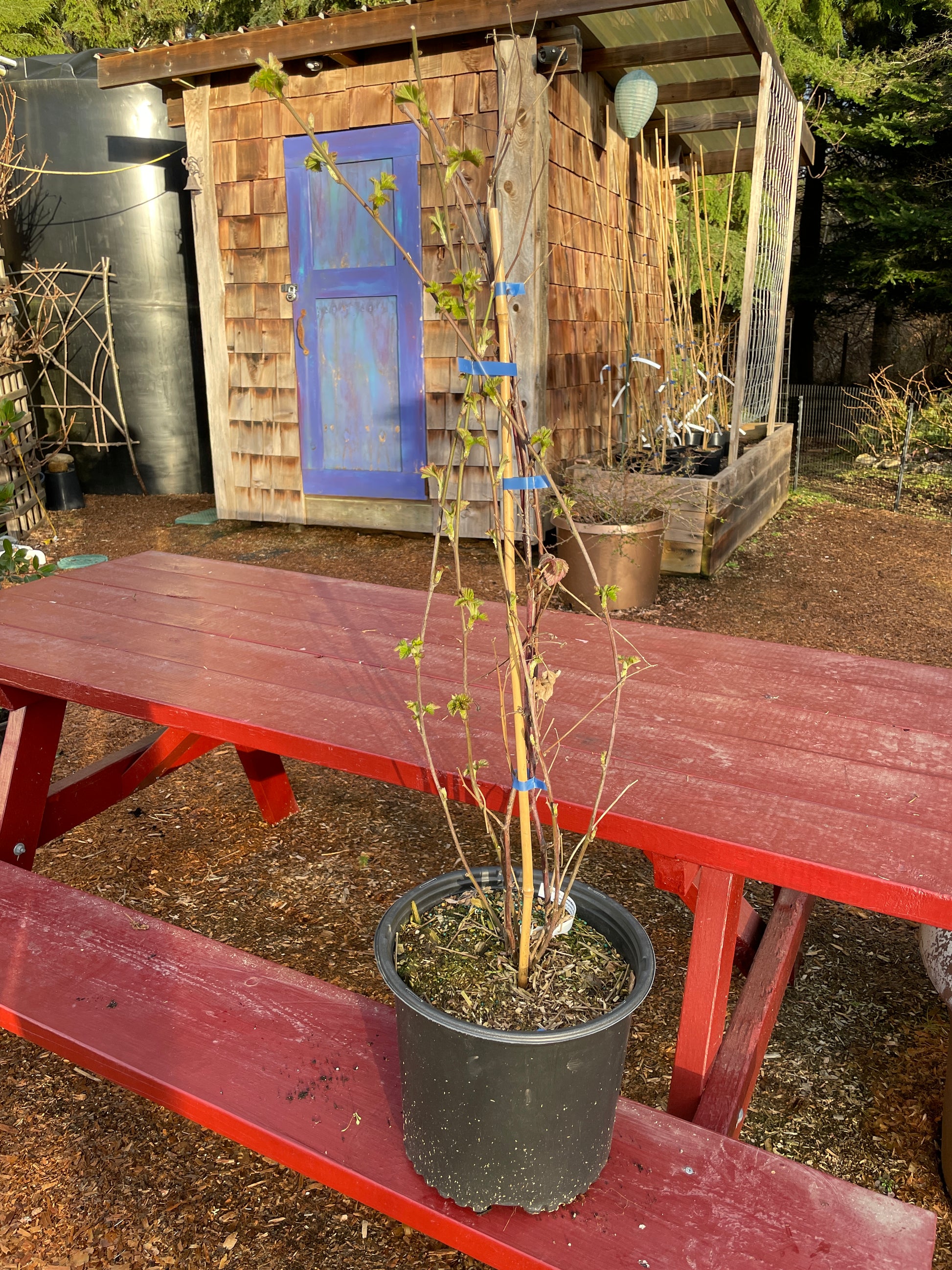 Edible Loganberry Plants for Sale on Vancouver Island, BC West Coast