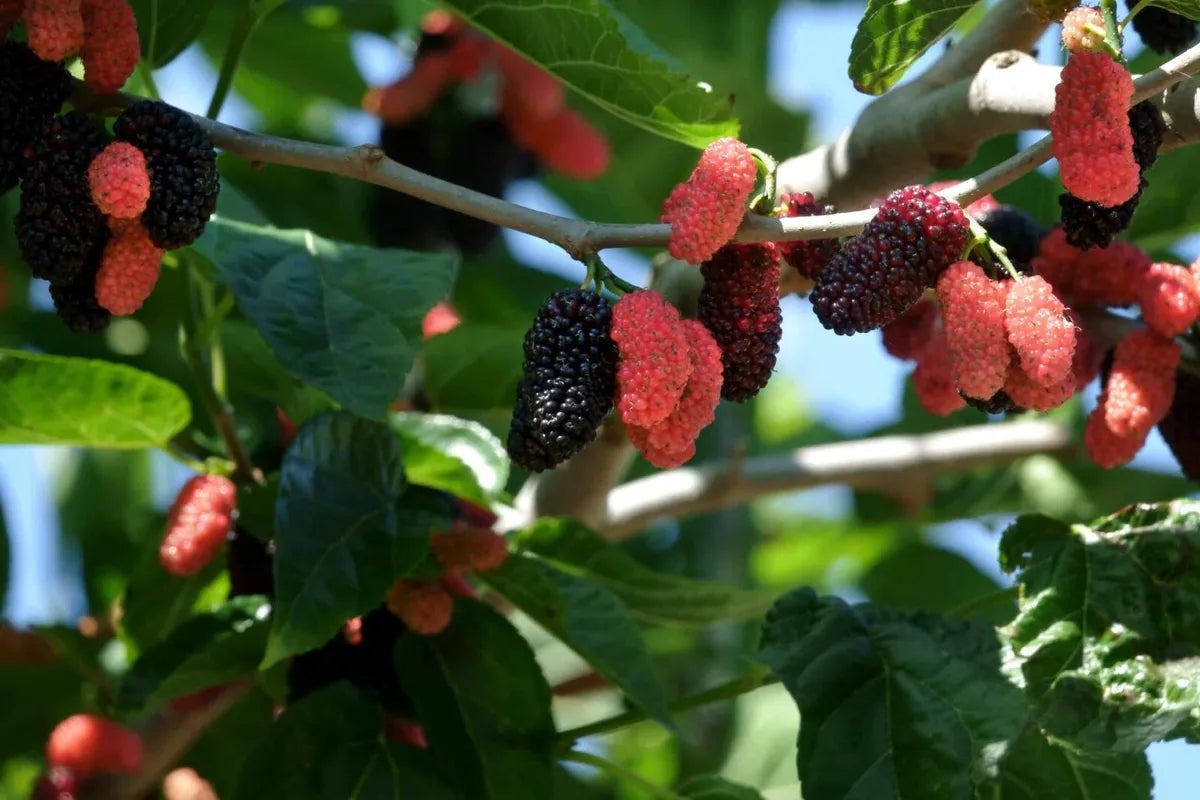 'Dwarf Everbearing' Mulberry Trees