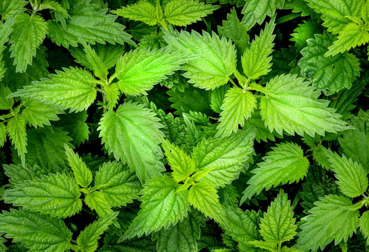 Stinging Nettle Plants