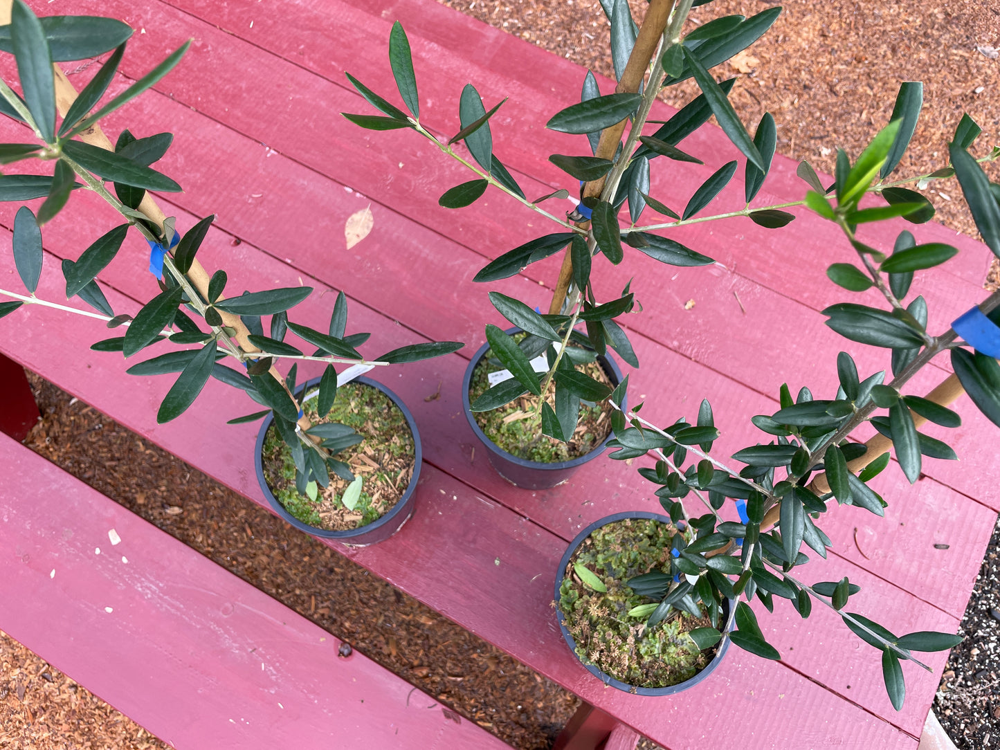 'Arbequina' Olive Trees