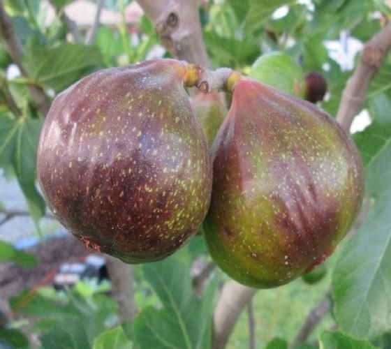 'Olympian' Fig Trees