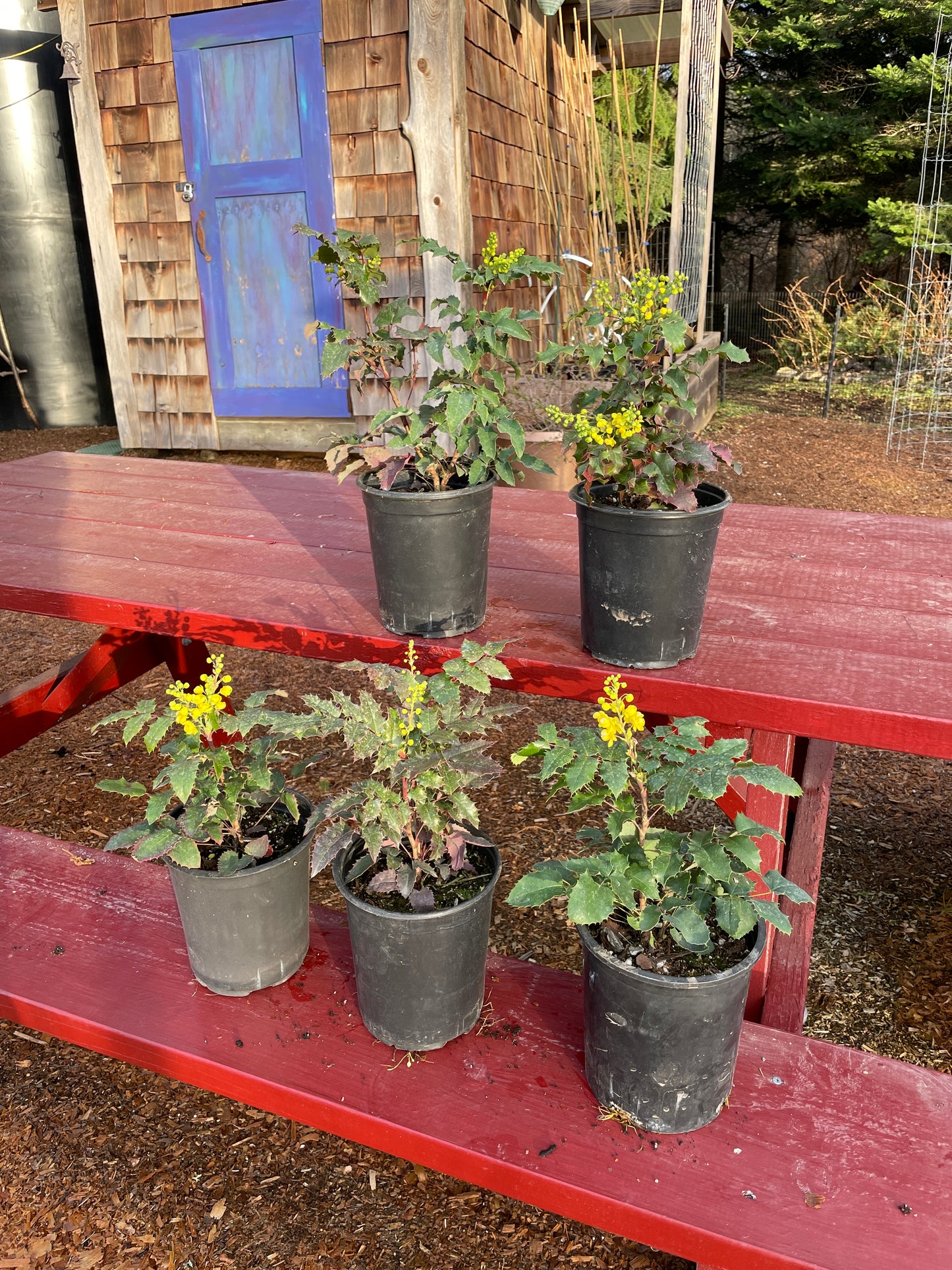 Tall Oregon Grape Plants