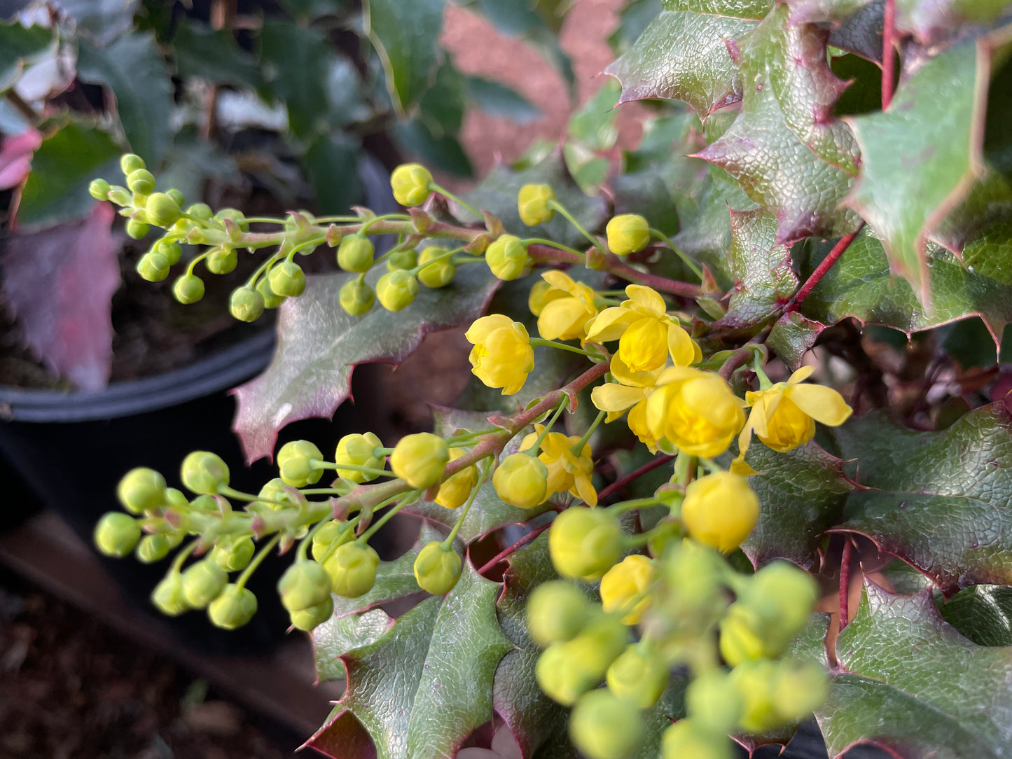 Tall Oregon Grape Plants