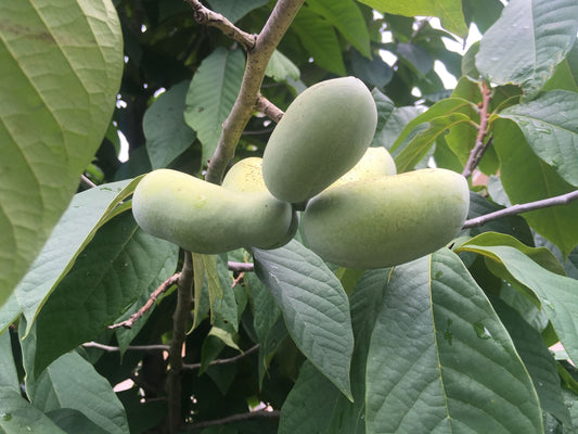 Pawpaw Trees