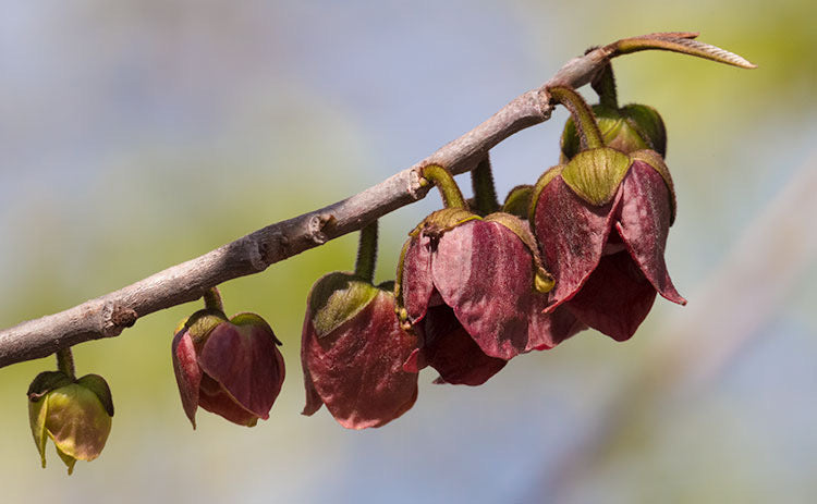 Pawpaw Trees