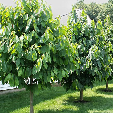 Pawpaw Trees