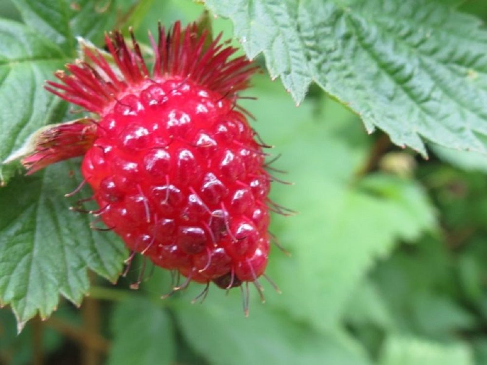 Salmonberry Plants