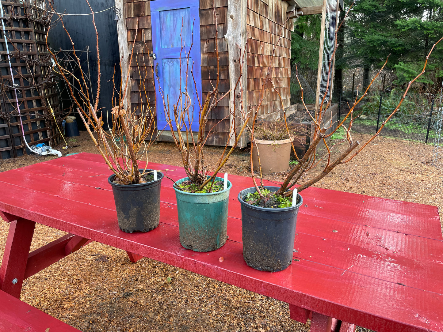 Salmonberry Plants for Sale on Vancouver Island, BC West Coast Plants